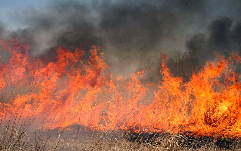 787d4f wildfire x800