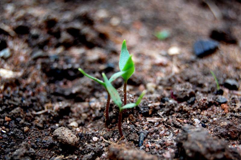 7c969c reforestation x800