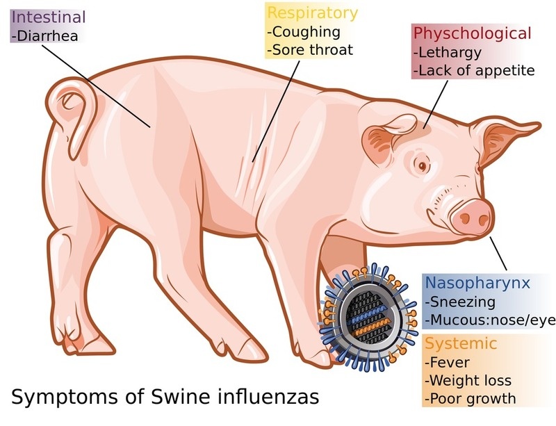 8556bf 2000px swine influenza symptoms on swine en svg x800