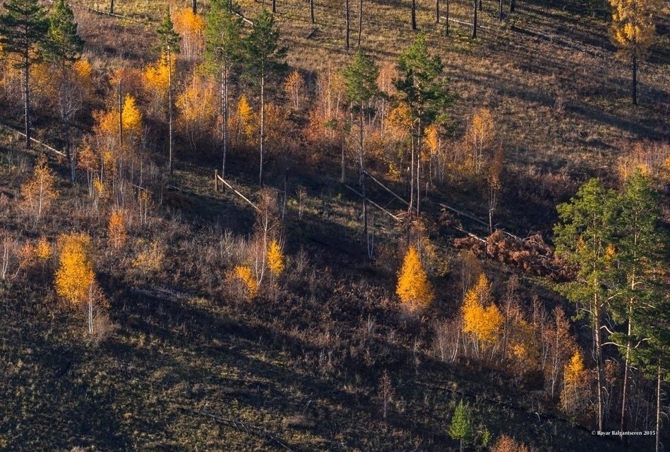 ФОТО: Сэлэнгийн шаргал намар