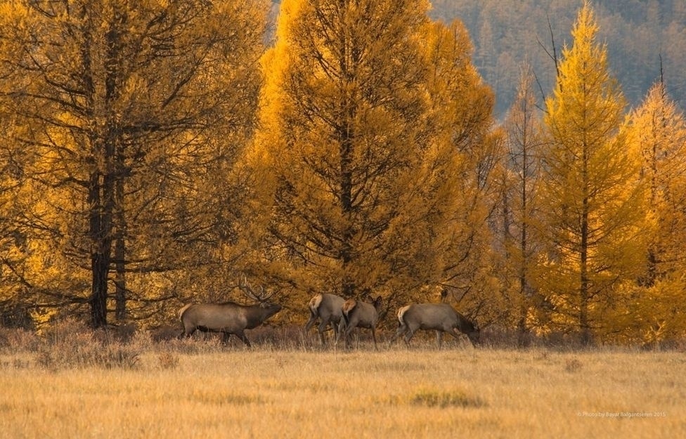 ФОТО Алтан намрын өнгө