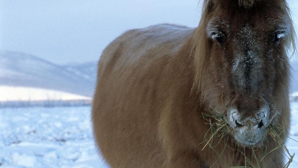 Лошадь способная. Аборигенная Якутская лошадь. Якутские мохнатые лошади. Коневодство в Якутии. Якутская Вятская породы лошадей.