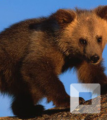 Ac9176 young brown bear canadian population x220
