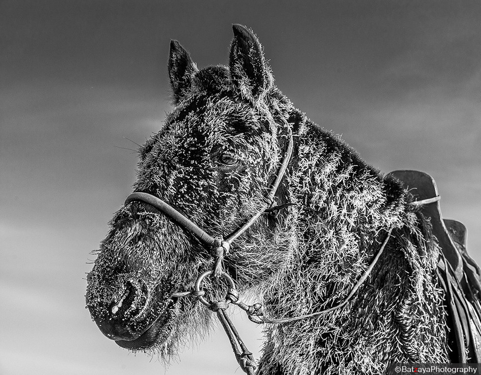 ФОТО: Адуун сүрэг