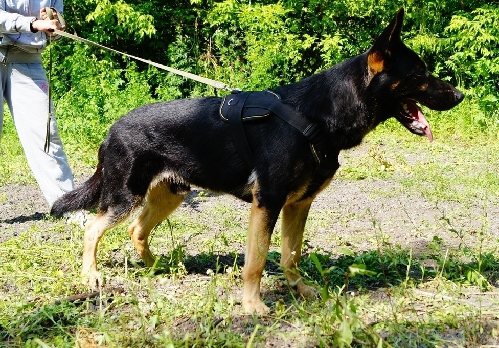 зураг