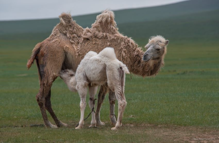 ФОТО: Монгол орны үзэсгэлэнт байгаль