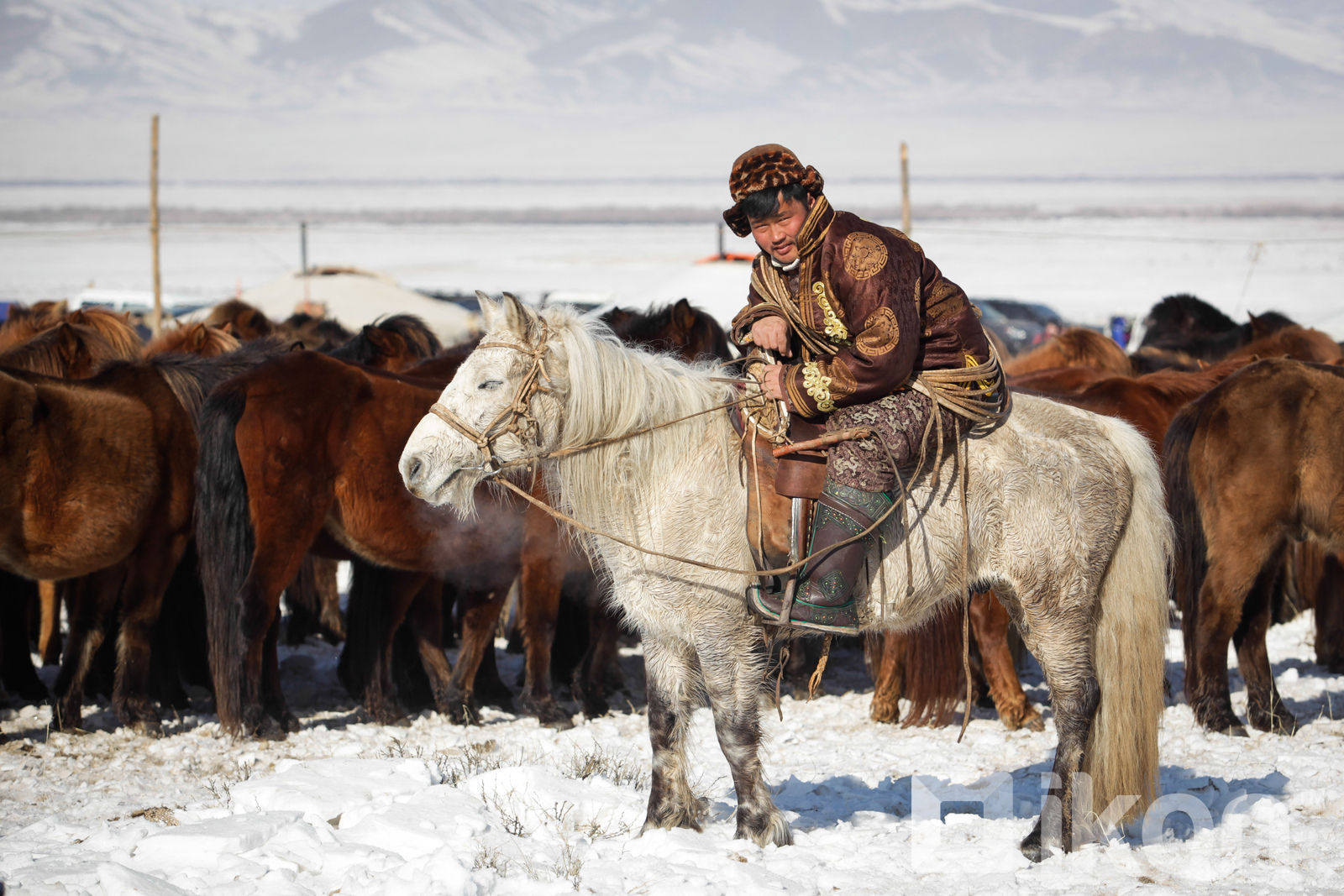 Якуты монголы. Монголия кони. Породы лошадей в Монголии. Монгольская порода лошадей. Монгольский конь.