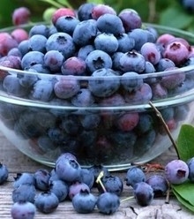Dc5f5a 1374154221 1307014376 how useful berries blueberries x220
