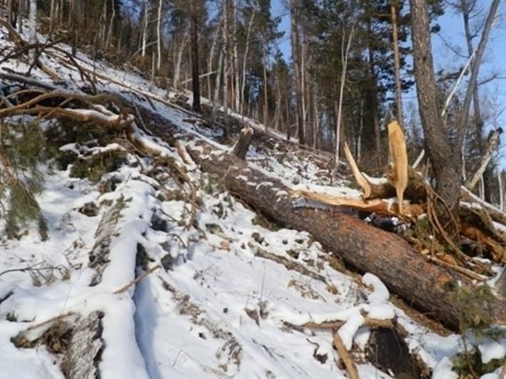 Ойн цэвэрлэгээтэй холбоотойгоор нойтон мод огтолсон тохиолдол гараагүйг мэдэгдлээ