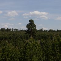 Зураг