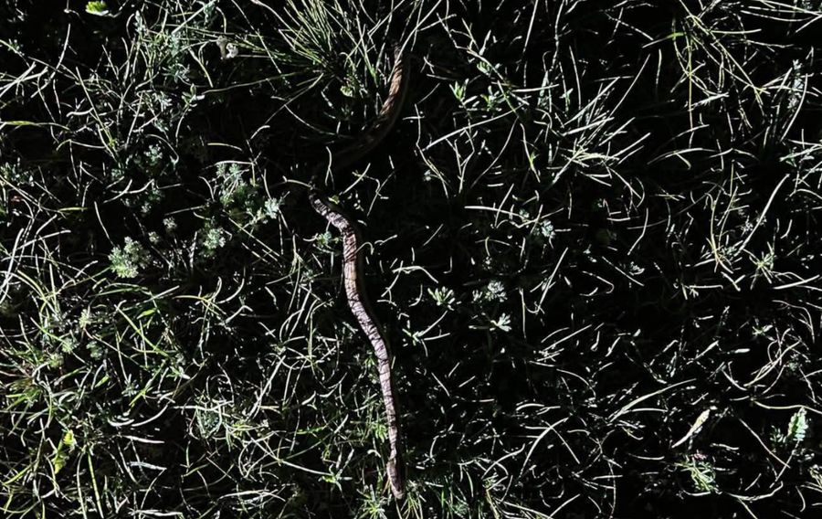 Зураг