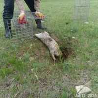 Зураг